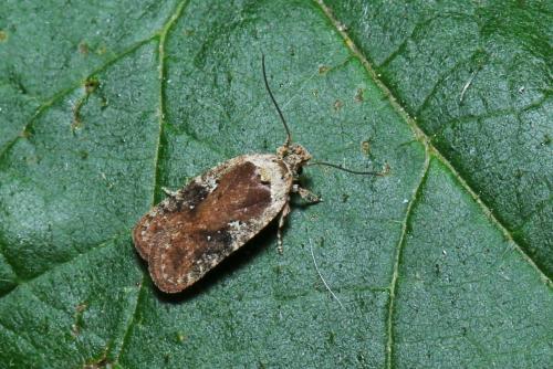 Réf. 288 784 : Agonopterix purpurea